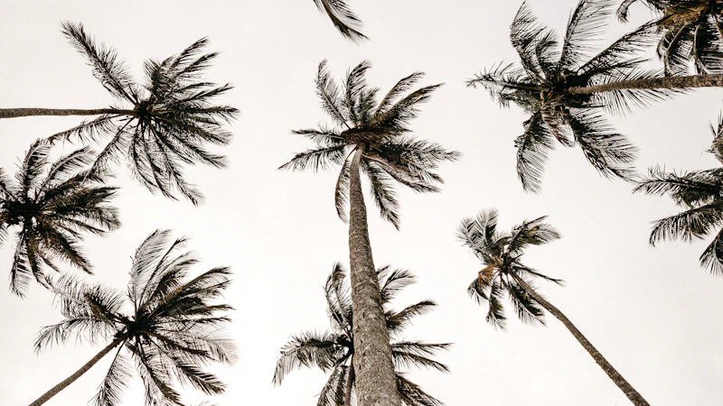 Looking up at tall palm trees against a pale sky