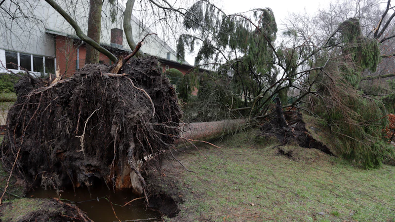A large uprooted tree lying across a residential yard after a storm