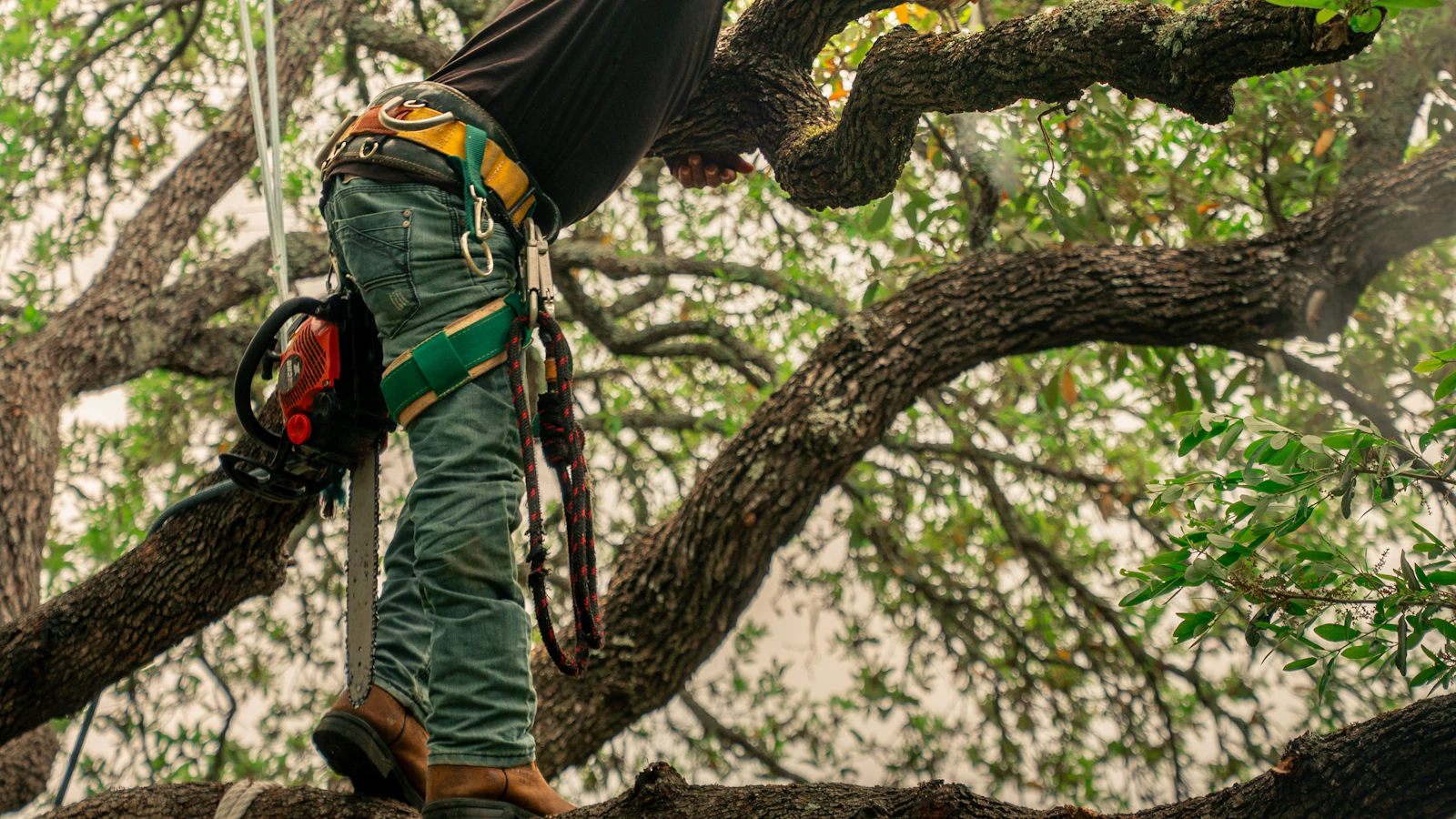 An arborist in a harness pruning branches high in a tree canopy